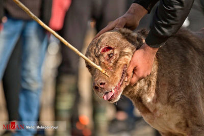جنگ خونین سگها در مازندران ، نقض آشکار حقوق حیوانات 