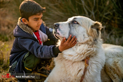 جنگ خونین سگها در مازندران ، نقض آشکار حقوق حیوانات 