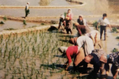 کشاورزان استرالیایی و نیوزیلندی در نامه ای به حکومت ایران گفتند که زمین‌های بهائیان را بازگردانید