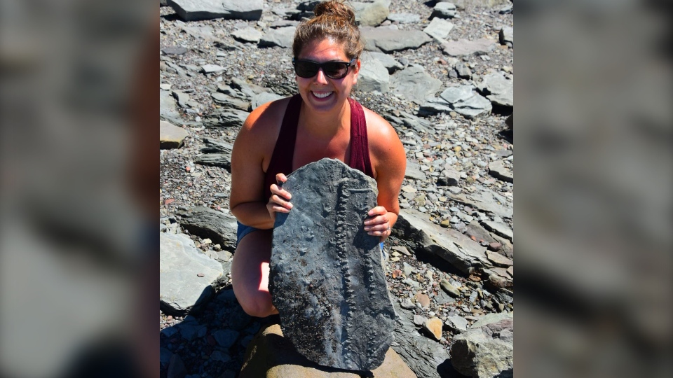 کشف فسیل 310 میلیون ساله در جوگینز _ نوااسکوشیا توسط یک زن