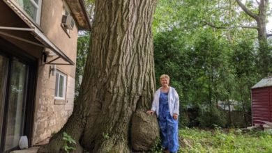 درخت بلوط با قدمت بیش از کانادا : تورنتو برای حفظ آن تلاش می کند