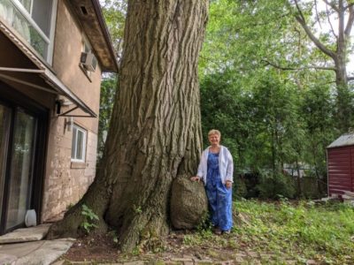 درخت بلوط با قدمت بیش از کانادا : تورنتو برای حفظ آن تلاش می کند