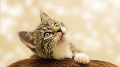 نتایج مطالعه : احتمال تاثیرگذاری داروی درمانگر کووید19 در گربه ها روی انسانها