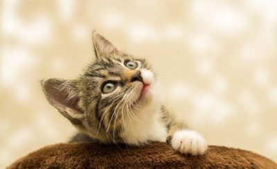 نتایج مطالعه : احتمال تاثیرگذاری داروی درمانگر کووید19 در گربه ها روی انسانها