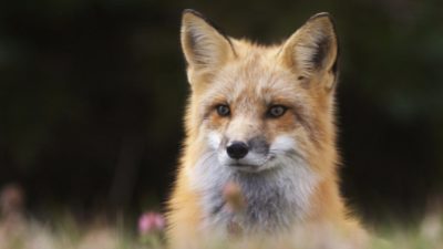 کشف 100 جفت کفش ، صندل و دمپایی سرقت شده توسط یک روباه در آلمان