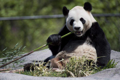 باغ وحش کلگری : پاندا های خرس غول پیکر بدلیل عدم اجازه سفر هنوز در کلگری هستند