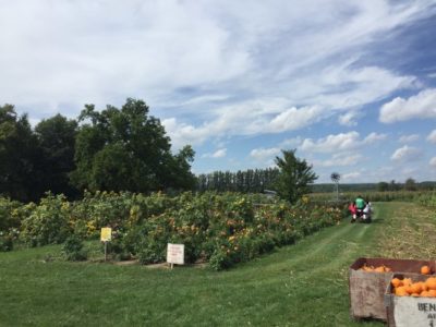 مزرعه Andrews Scenic Acres جایی نزدیک تورنتو که میتوانید گل های مورد علاقه تان را انتخاب کنید