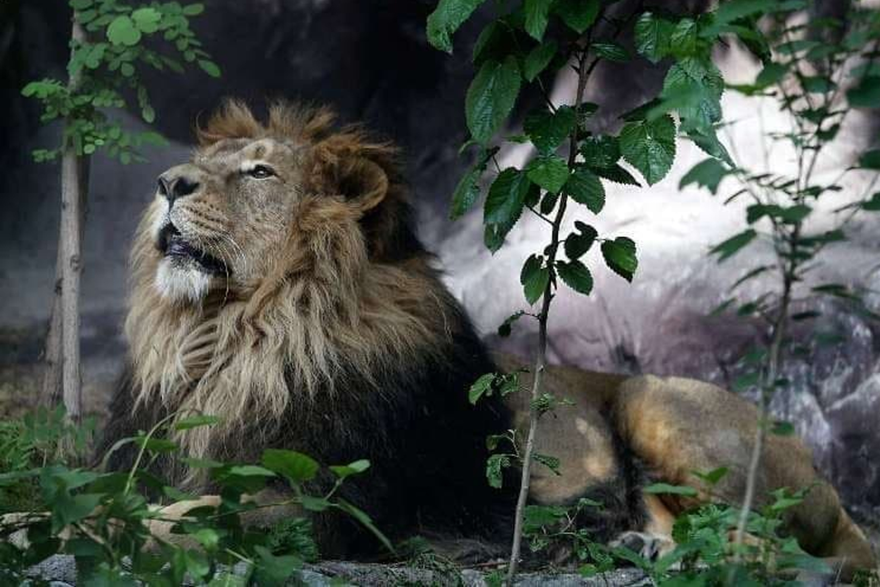 باغ وحش ارم کشتارگاه حیوانات کمیاب /  آخرین شیر ایرانی در باغ وحش ارم بیمار شد