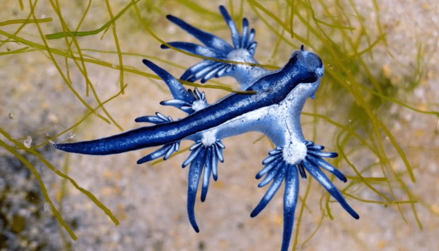  حلزون دریایی بی صدف یا لیسه دریایی «بلو دراگون» جانوری زیبا با قابلیت استتار و نیش زهرآلود