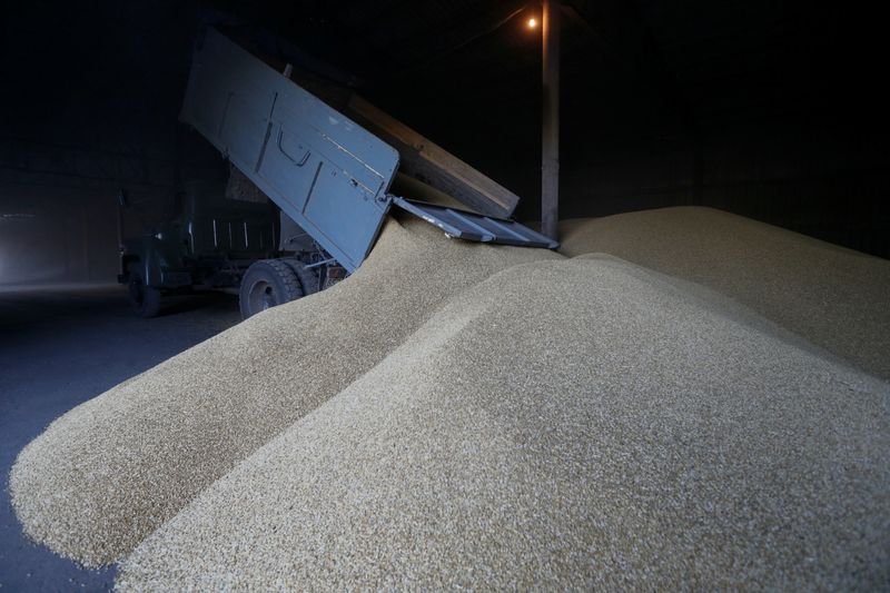 غارت گندم و غلات اوکراین توسط روسیه امنیت غذایی جهان را در معرض خطر قرار داده است