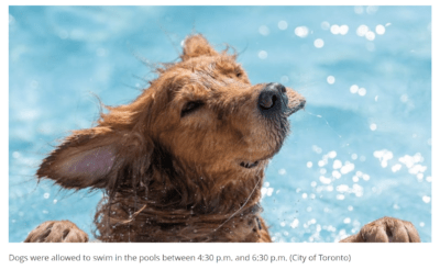 Dogs were allowed to swim in the pools between 4:30 p.m. and 6:30 p.m. (City of Toronto)