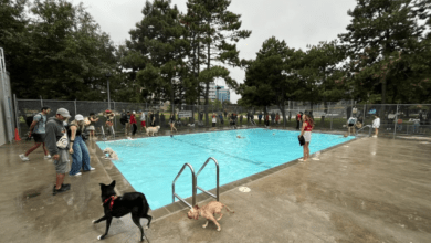 تصویر از شهرداری تورنتو یکشنبه آینده ۹ استخر را به شنای سگ ها اختصاص می دهد