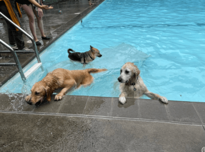 شهرداری تورنتو یکشنبه آینده 9 استخر را به شنای سگ ها اختصاص می دهد