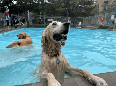 شهرداری تورنتو یکشنبه آینده 9 استخر را به شنای سگ ها اختصاص می دهد